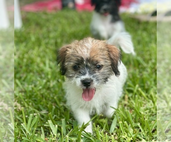 Medium Photo #7 Shorkie Tzu Puppy For Sale in JACKSONVILLE, FL, USA