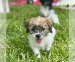 Small #6 Shorkie Tzu