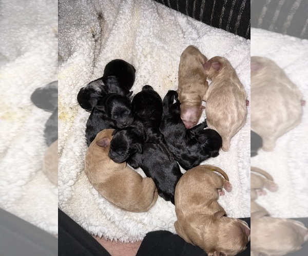 Medium Photo #3 French Bulldog-Poodle (Miniature) Mix Puppy For Sale in BERLIN, MD, USA