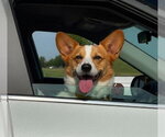 Small #3 Welsh Corgi Mix