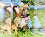 Small #2 American Pit Bull Terrier