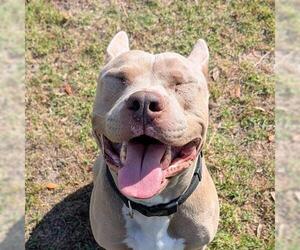 Mutt Dogs for adoption in Houston, TX, USA