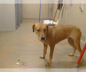 Boxador Dogs for adoption in Sacramento, CA, USA