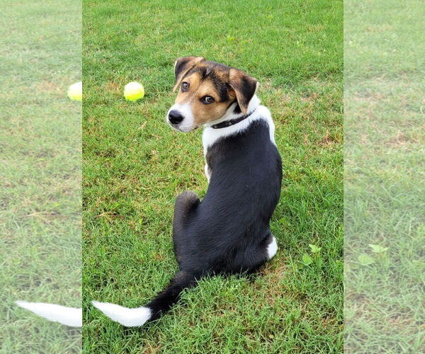 Medium Photo #4 Beagle-Unknown Mix Puppy For Sale in Arlington, VA, USA