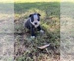 Small #10 Boston Terrier