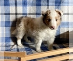 Small #6 Shetland Sheepdog