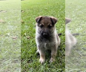 German Shepherd Dog Puppy for sale in E LAURINBURG, NC, USA
