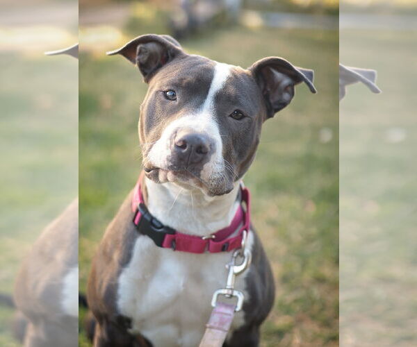 Medium Photo #4 Mutt Puppy For Sale in Philadelphia, PA, USA