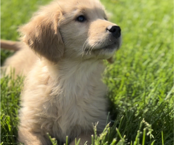 Medium Photo #3 Golden Retriever Puppy For Sale in EDWARDSBURG, MI, USA