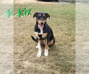 Collie-Unknown Mix Dogs for adoption in Rutledge, TN, USA