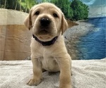 Small #6 Labrador Retriever