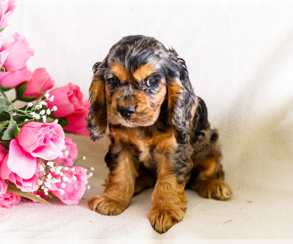 Medium Photo #4 Cocker Spaniel Puppy For Sale in WAKARUSA, IN, USA