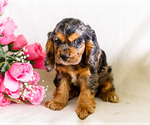 Small Photo #20 Cocker Spaniel Puppy For Sale in WAKARUSA, IN, USA