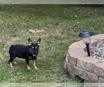 Small #5 French Bulldog