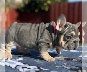 Bulldog Puppy for sale in SACRAMENTO, CA, USA