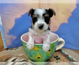 Morkie Puppy for Sale in CASSVILLE, Missouri USA