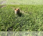 Small Photo #8 Shiba Inu Puppy For Sale in MERRITT IS, FL, USA
