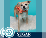 Small #10 Chihuahua Mix