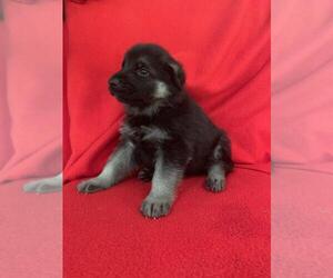 German Shepherd Dog Puppy for sale in COVENTRY, RI, USA