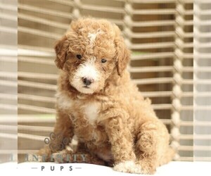 Goldendoodle (Miniature) Puppy for sale in LANCASTER, PA, USA