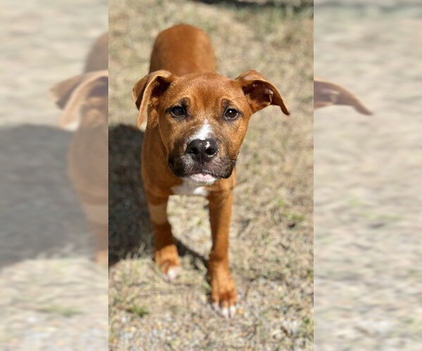Medium Photo #2 American Pit Bull Terrier-Unknown Mix Puppy For Sale in Augusta, GA, USA