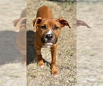 Small #1 American Pit Bull Terrier Mix
