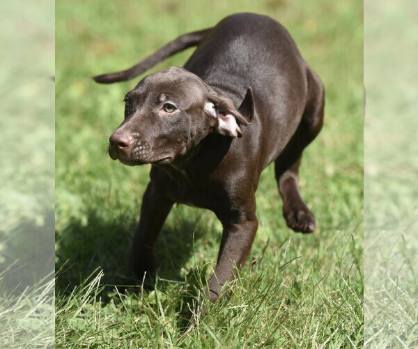 Medium Photo #5 Chocolate Labrador retriever-Pointer Mix Puppy For Sale in Mechanicsburg, PA, USA