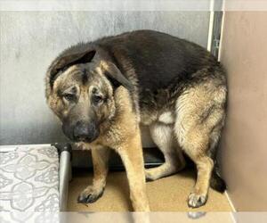 German Shepherd Dog Dogs for adoption in Martinez, CA, USA