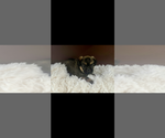 Small #5 Brussels Griffon