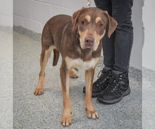Medium Photo #3 Boxer-Chocolate Labrador retriever Mix Puppy For Sale in Huntley, IL, USA