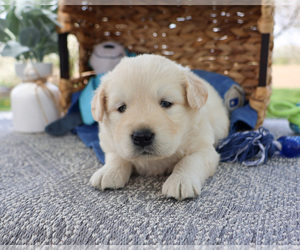 Labrador Retriever Puppy for sale in SYRACUSE, IN, USA