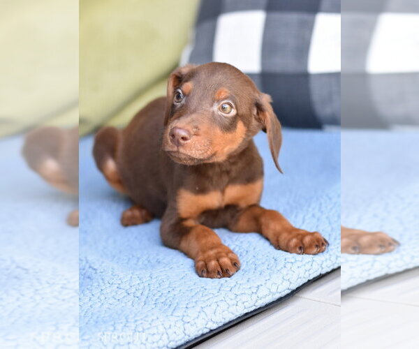 Medium Photo #1 Doberman Pinscher-Unknown Mix Puppy For Sale in Brewster, NY, USA