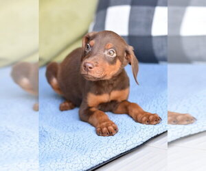 Doberman Pinscher-Unknown Mix Dogs for adoption in Brewster, NY, USA