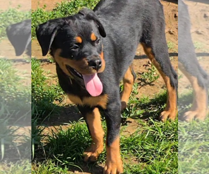 Rottweiler Puppy for sale in STILLWATER, OK, USA