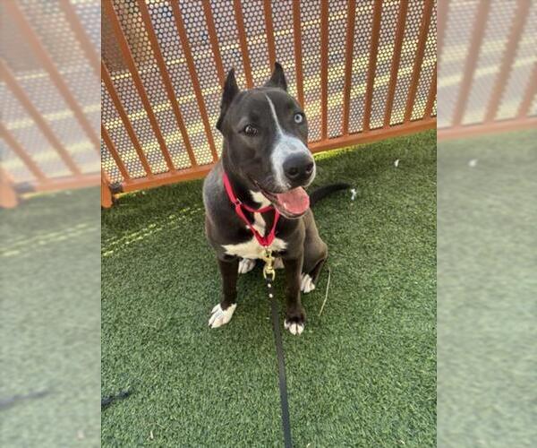 Medium Photo #1 Siberian Husky-Unknown Mix Puppy For Sale in Las Vegas, NV, USA