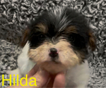 Small #4 Biewer Terrier