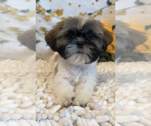 Medium Photo #2 Shih Tzu Puppy For Sale in MARTINSVILLE, IN, USA