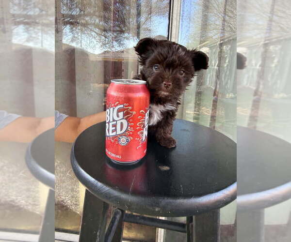 Medium Photo #2 Yorkshire Terrier Puppy For Sale in SCHERTZ, TX, USA