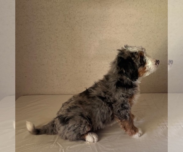 Medium Photo #3 Bernedoodle Puppy For Sale in FREDONIA, PA, USA