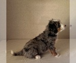 Small #2 Bernedoodle