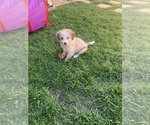 Small Photo #2 Aussiedoodle Miniature  Puppy For Sale in MODESTO, CA, USA