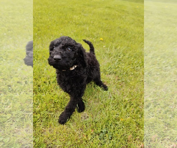 Medium Photo #2 Goldendoodle Puppy For Sale in St. Louis Park, MN, USA