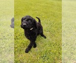 Small #1 Goldendoodle