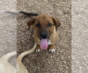 Australian Retriever Dogs for adoption in Bolivar, MO, USA