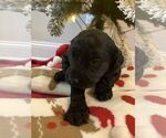 Small Photo #29 Goldendoodle Puppy For Sale in DYERSBURG, TN, USA
