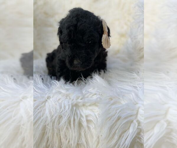 Medium Photo #2 Poodle (Standard) Puppy For Sale in PORTERVILLE, CA, USA