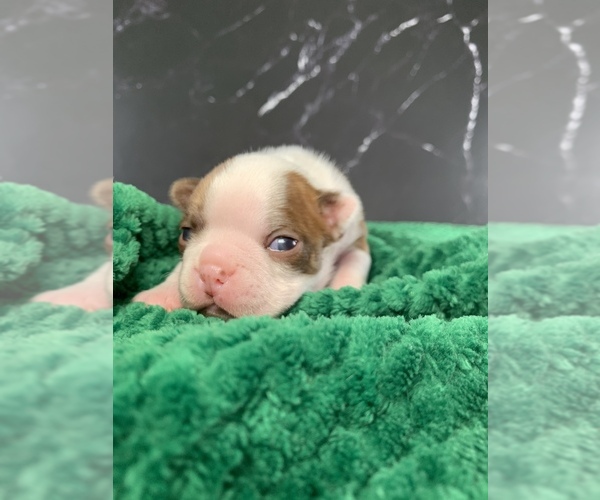 Medium Photo #7 Boston Terrier Puppy For Sale in TULARE, CA, USA