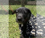 Small #2 Labrador Retriever Mix