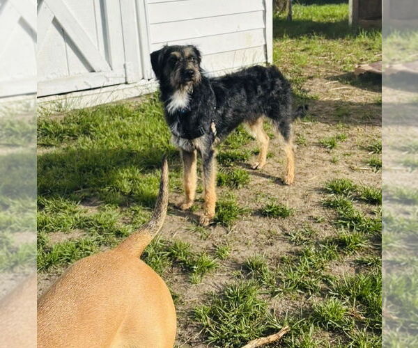 Medium Photo #11 Irish Terrier-Unknown Mix Puppy For Sale in Germantown, OH, USA