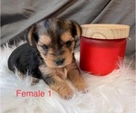 Small Photo #14 Yorkshire Terrier Puppy For Sale in HAMPTON, VA, USA